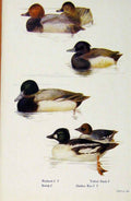Original Old Antique Print British Birds By W Foster Pochard Tufted Duck Seaup