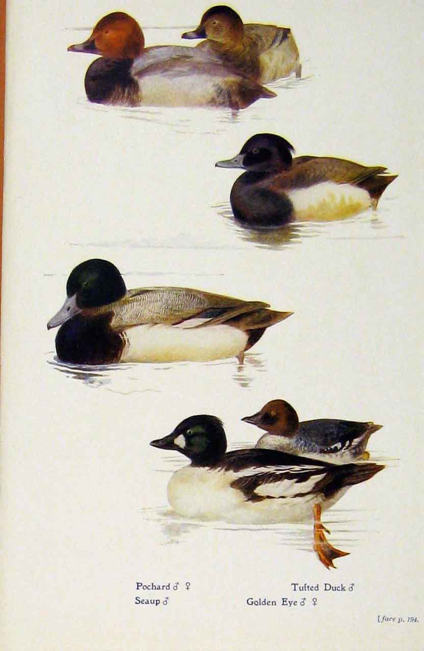 Original Old Antique Print British Birds By W Foster Pochard Tufted Duck Seaup