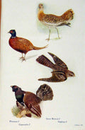 Original Old Antique Print British Birds By W Foster Phesant Capercaille Bustard