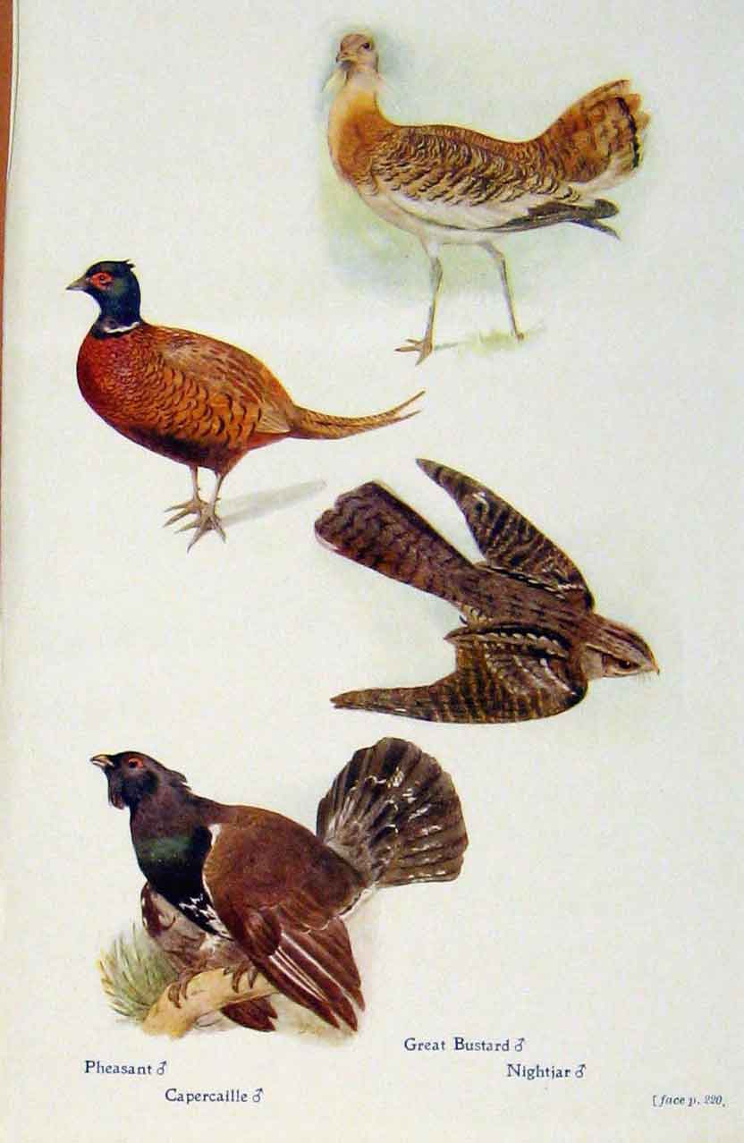 Original Old Antique Print British Birds By W Foster Phesant Capercaille Bustard