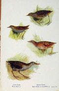 Old Antique Print British Birds By W Foster Little Crake Water/Land Rail