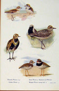 Old Antique Print British Birds By W Foster Plover Young Male Female Prin