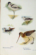 Original Old Antique Print British Birds By W Foster Avocett Rednecked Phalarope