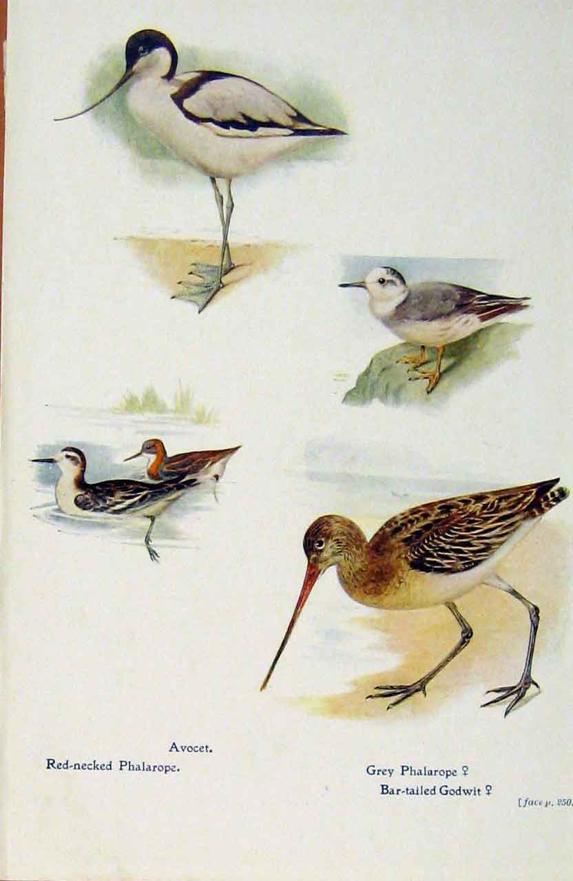 Original Old Antique Print British Birds By W Foster Avocett Rednecked Phalarope