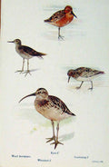 Old Antique Print British Birds By W Foster Wood Sandpiper Whimbrel Knot