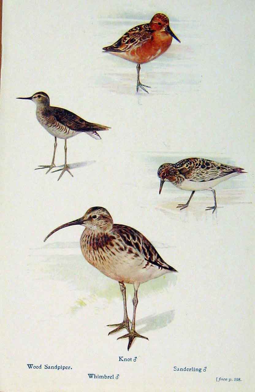 Old Antique Print British Birds By W Foster Wood Sandpiper Whimbrel Knot
