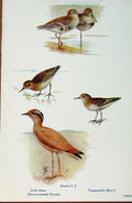 Original Old Antique Print British Birds By W Foster Littl Stint Dunlin Courser