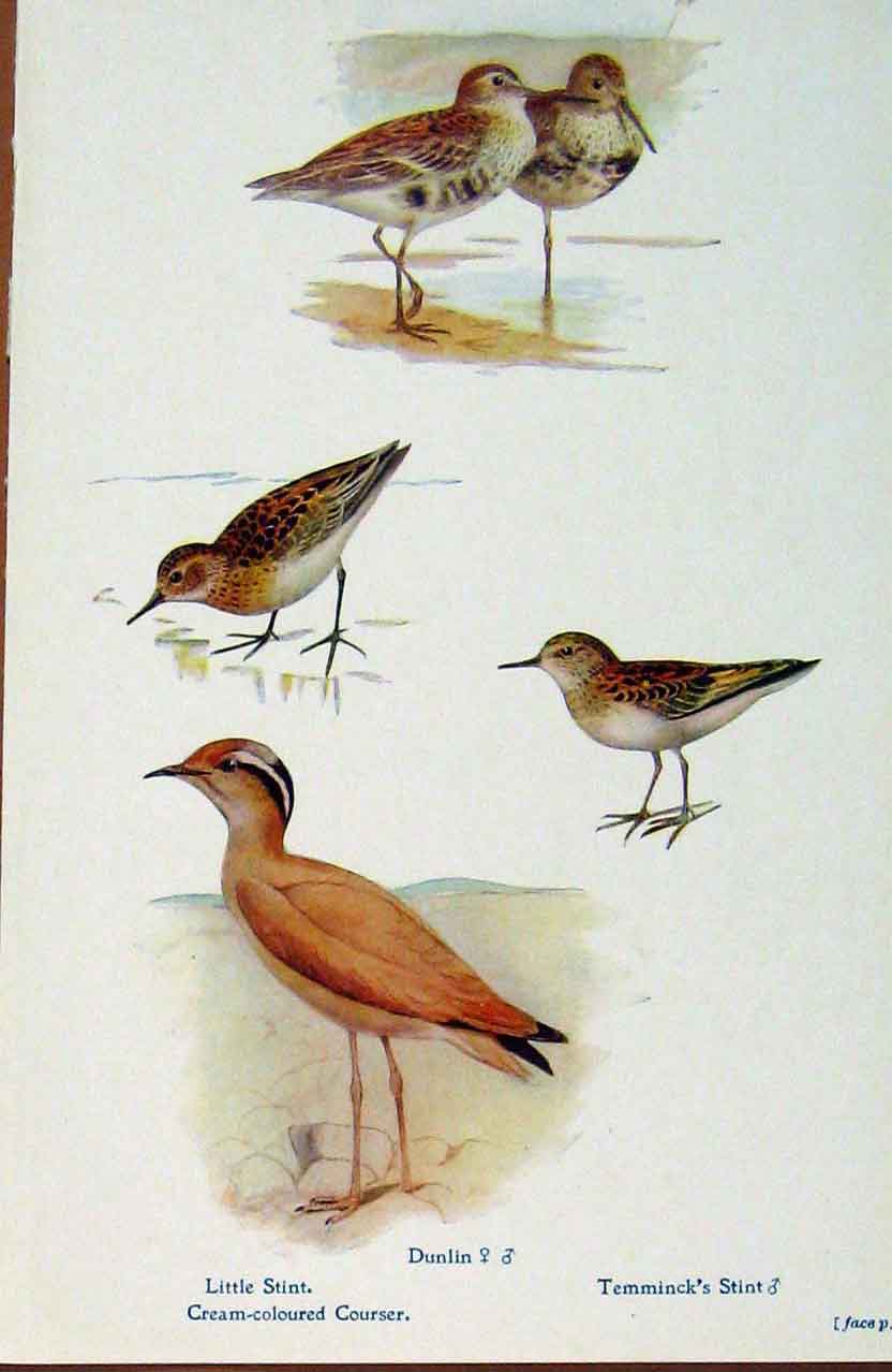 Original Old Antique Print British Birds By W Foster Littl Stint Dunlin Courser