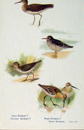 Old Antique Print British Birds By W Foster Green Purple Sandpiper C1910 20th