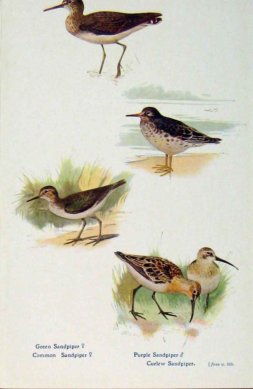 Old Antique Print British Birds By W Foster Green Purple Sandpiper C1910 20th