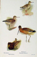 Old Antique Print British Birds By W Foster Greenshank Ruff Reeve Godwit