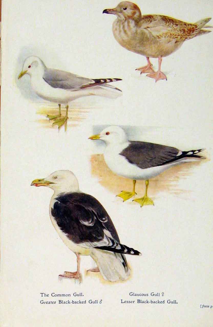 Original Old Antique Print British Birds By W Foster Common Gull Glaucous C1910