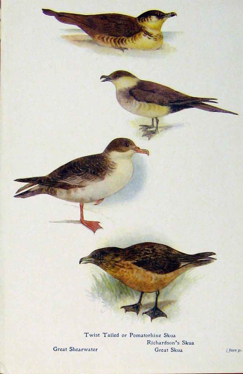 Original Old Antique Print British Birds By W Foster Skua Shearwater