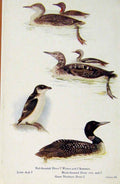 Original Old Antique Print British Birds By W Foster Diver Auk