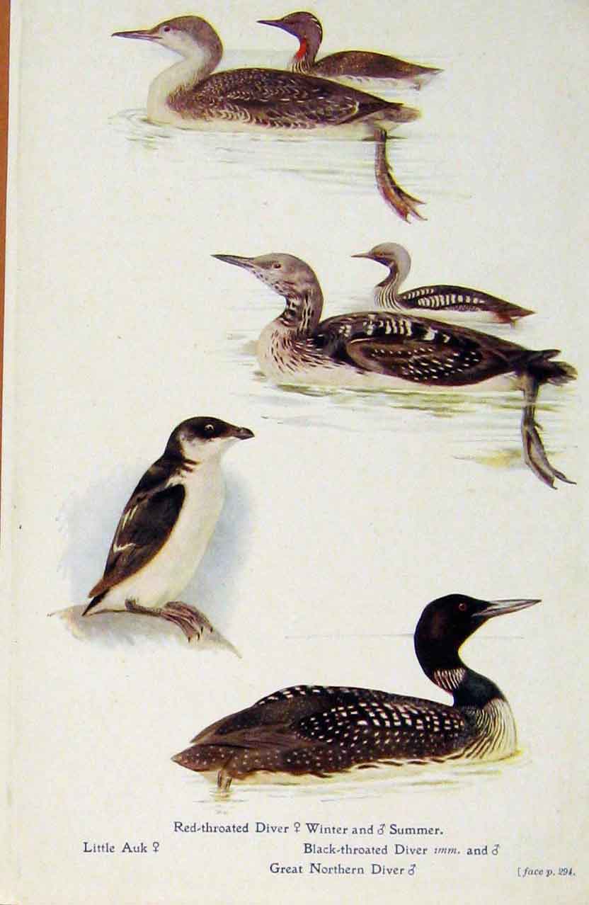Original Old Antique Print British Birds By W Foster Diver Auk