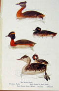 Old Antique Print British Birds By W Foster Grebe Red Necked Crested Summ