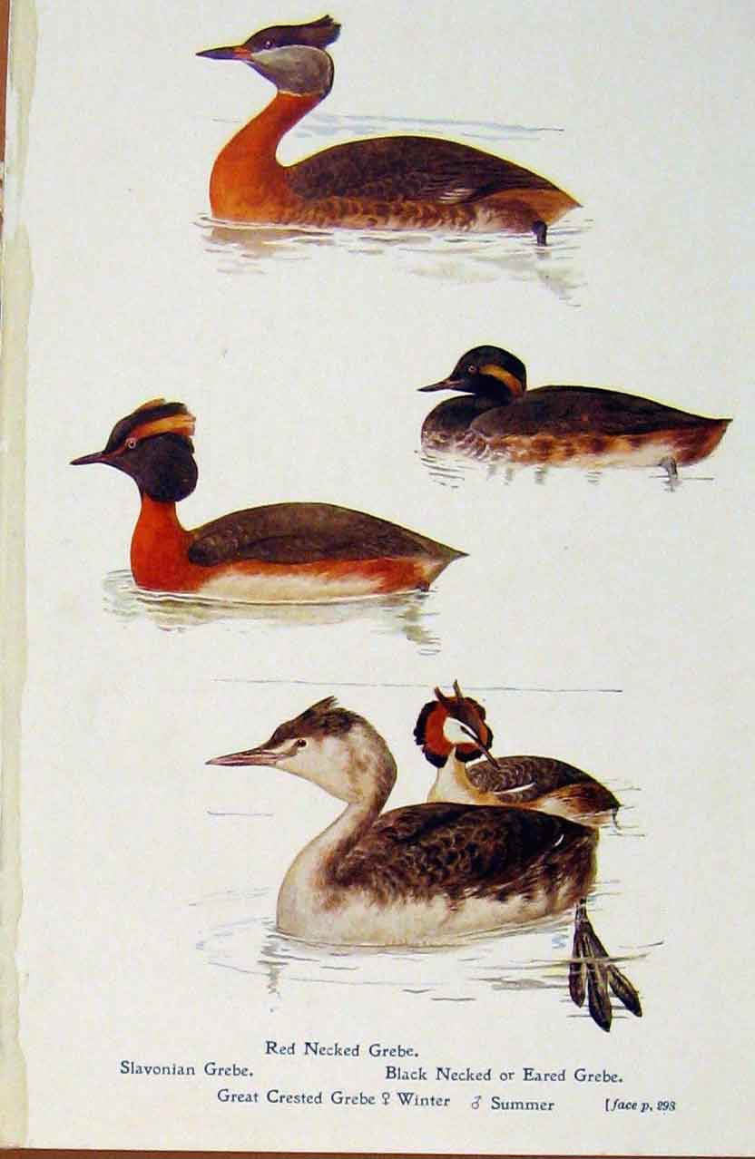 Old Antique Print British Birds By W Foster Grebe Red Necked Crested Summ