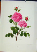 Old Antique Print PlateRosa Damascena Eric Bois / Anne-Marie Trechslin