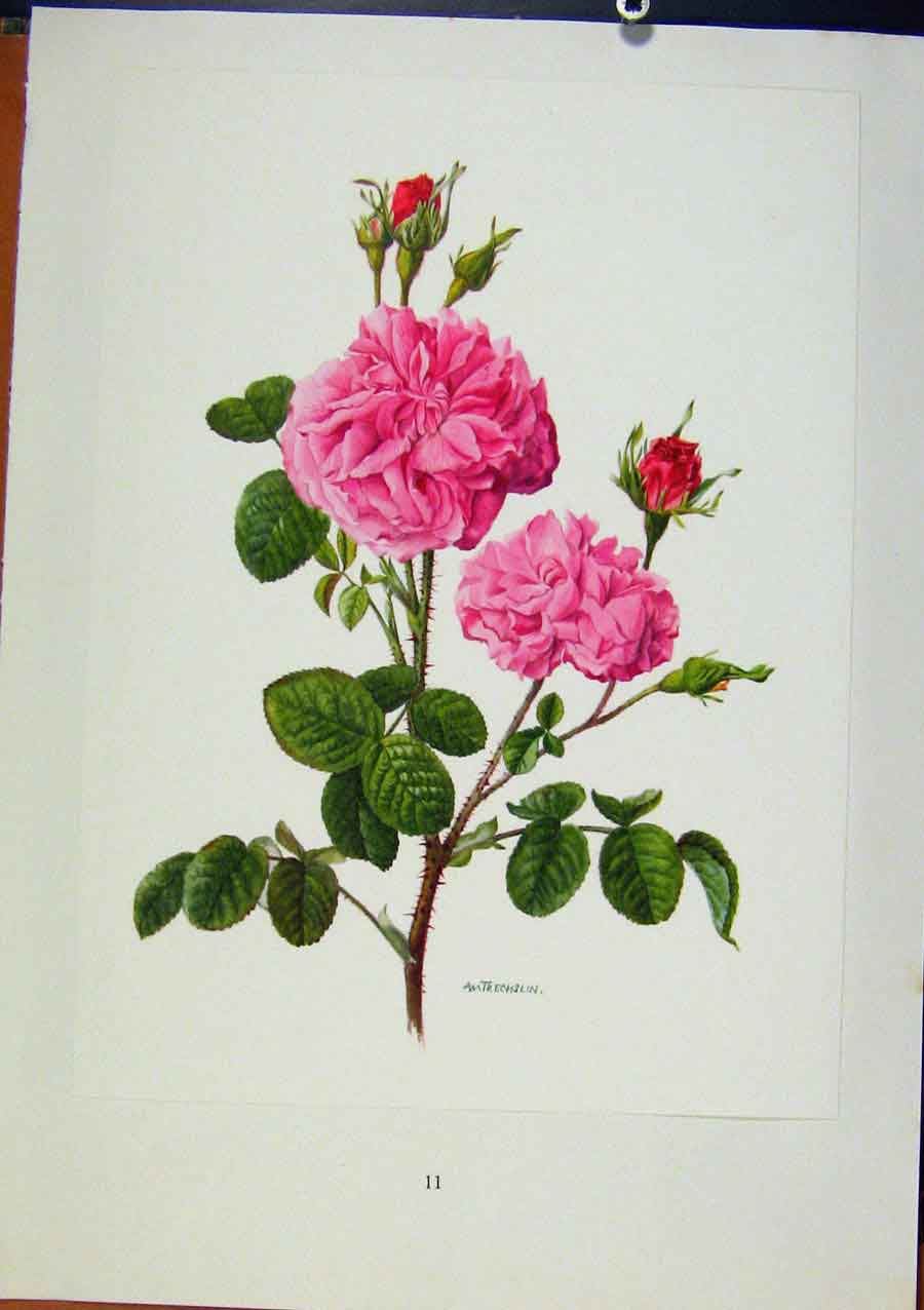 Old Antique Print PlateRosa Damascena Eric Bois / Anne-Marie Trechslin