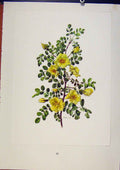 Original Old Vintage Print PlateRosa Hugonis Roses Bois And Rechslin 1962