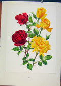 Original Old Vintage Print Etoile De Hollande Mcgredys Sunset Rose 1962 20th