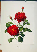 Original Old Vintage Print Guinee Climber Mallerin Roses C1962 Trechslin 20th