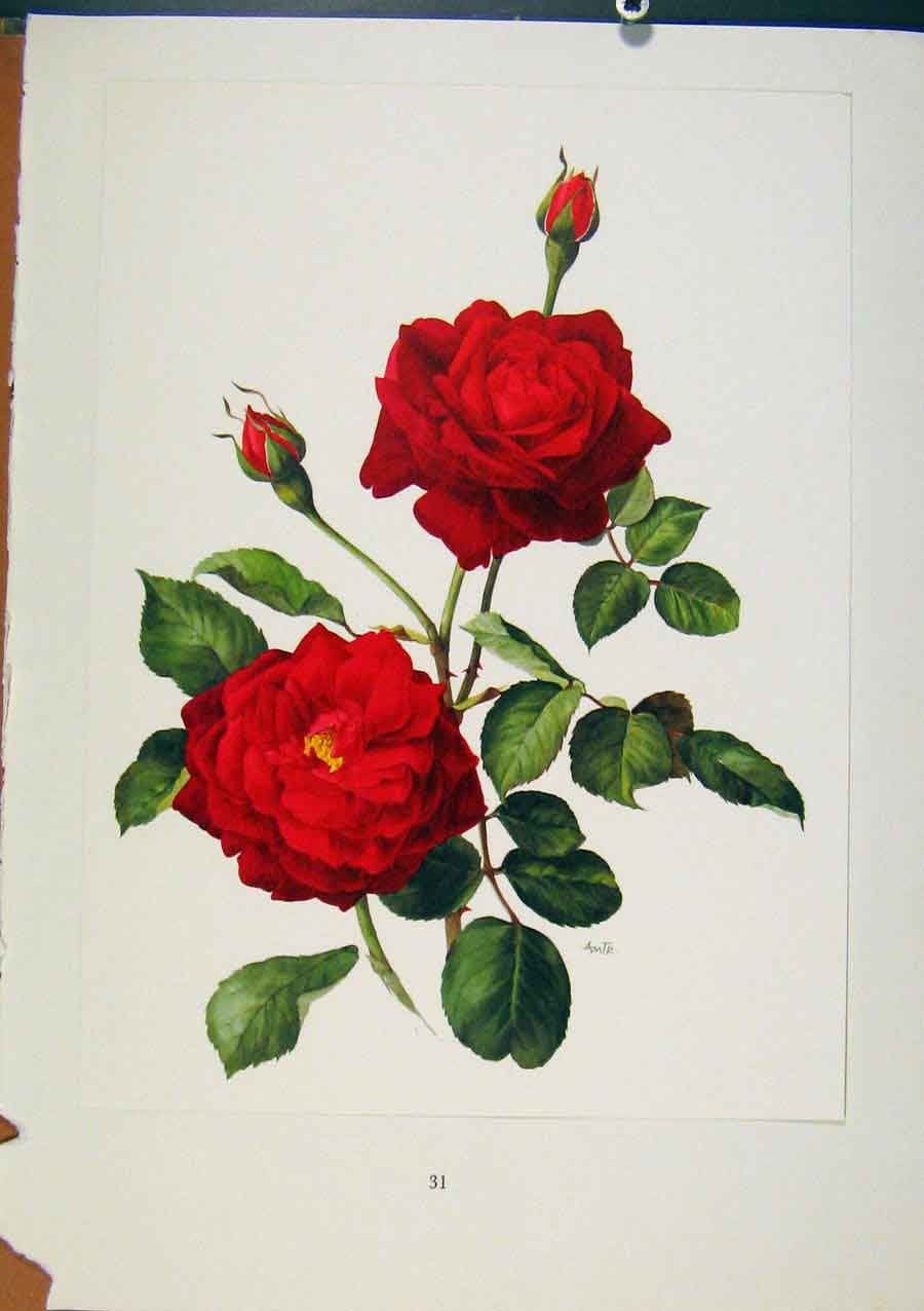 Original Old Vintage Print Guinee Climber Mallerin Roses C1962 Trechslin 20th