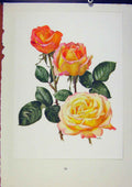 Original Old Antique Print Plate 13 Peace Eric Bois / Anne-Marie Trechslin Roses