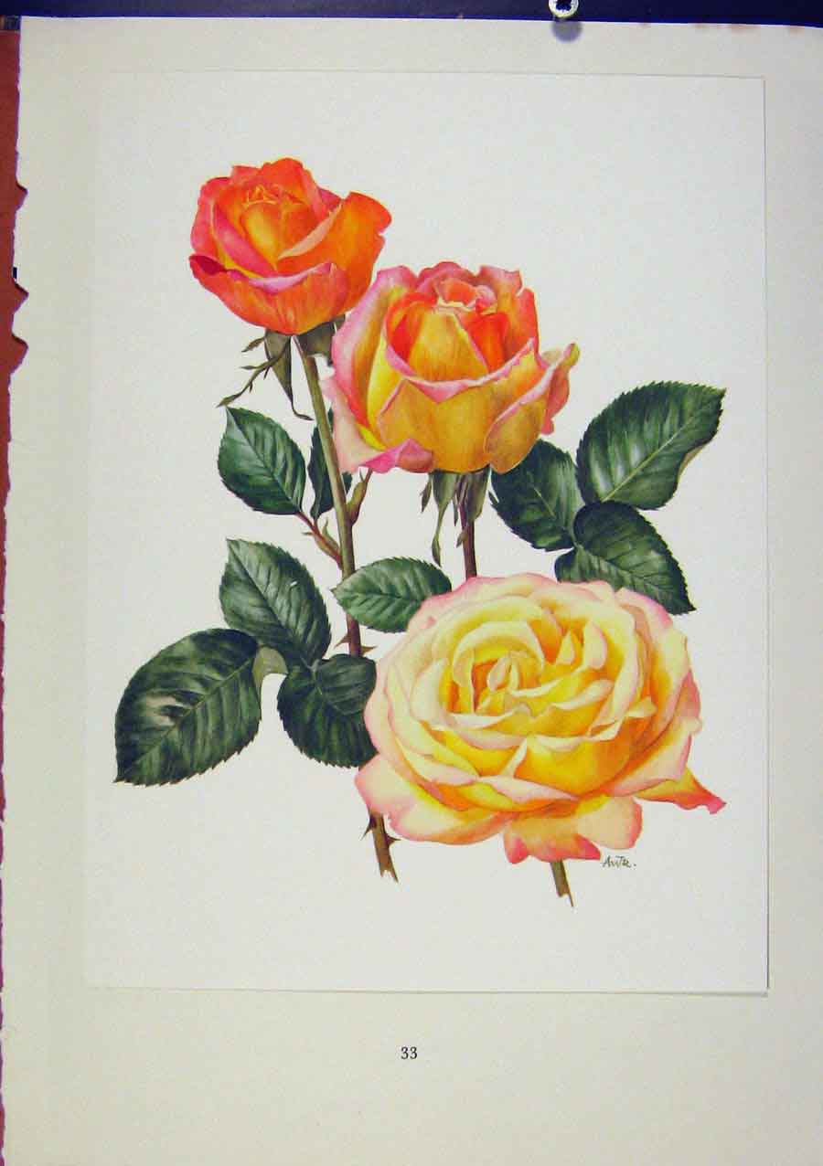 Original Old Antique Print Plate 13 Peace Eric Bois / Anne-Marie Trechslin Roses