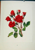 Original Old Vintage Print Plate 14 Holstein Roses C1962 Trechslin Bois