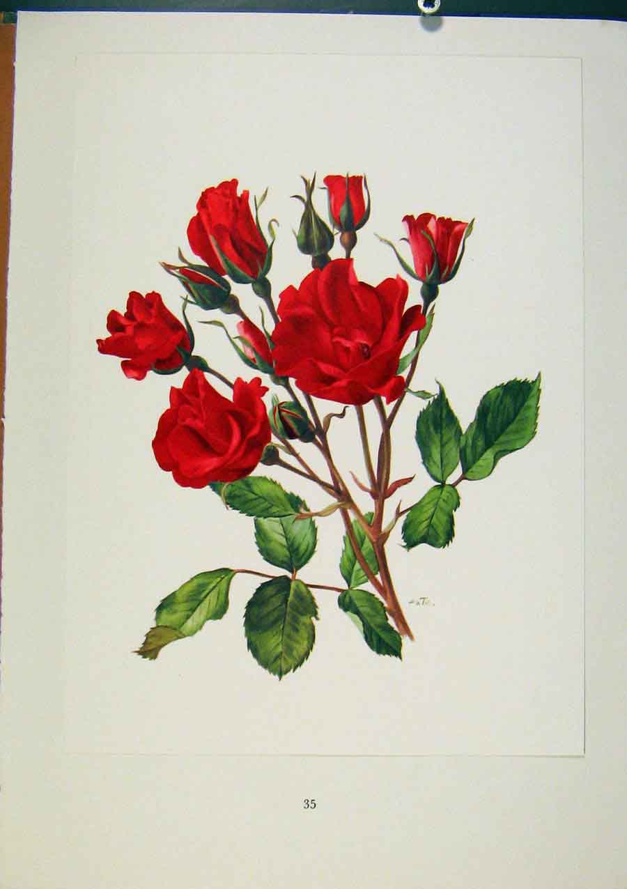 Original Old Vintage Print Plate 14 Holstein Roses C1962 Trechslin Bois