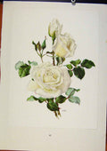 Original Old Antique Print Plate 17 Virgo Roses Eric Bois / Anne-Marie Trechslin