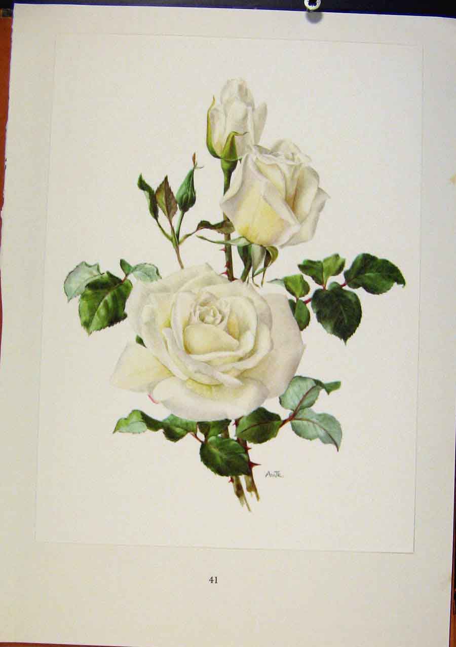 Original Old Antique Print Plate 17 Virgo Roses Eric Bois / Anne-Marie Trechslin