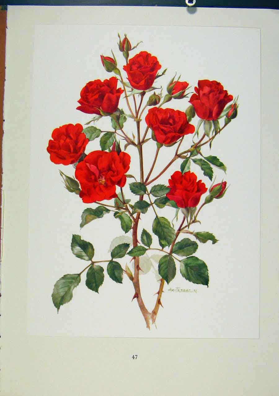 Old Antique Print Plate 20 Concerto Eric Bois / Anne-Marie Trechslin Rose