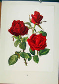 Original Old Antique Print Plate 24 Josephine Bruce Roses Bois & Trechslin