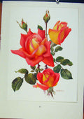 Original Old Vintage Print Palte 25 Tzigane Bois & Trechslin Roses C1962