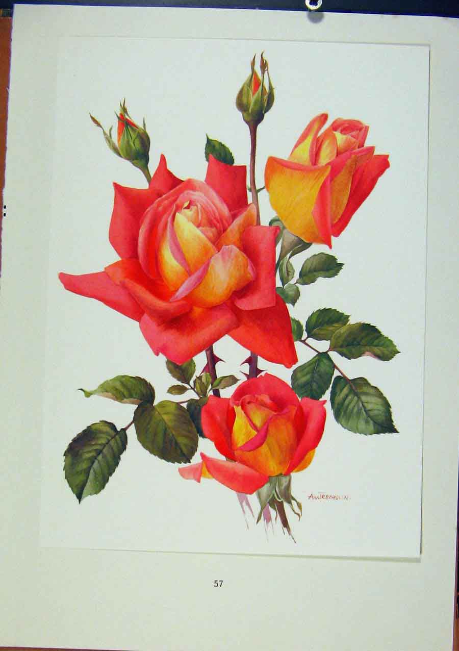 Original Old Vintage Print Palte 25 Tzigane Bois & Trechslin Roses C1962