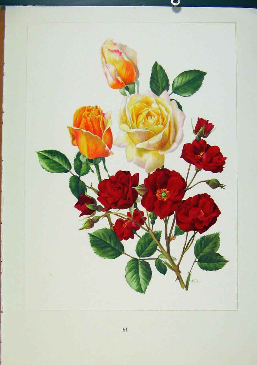 Original Old Vintage Print Plate 27 Pilar Landecho Red Favourite Roses 1962