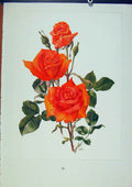 Original Old Vintage Print Plate 28 Bettina Bois & Trechslin Roses C1962
