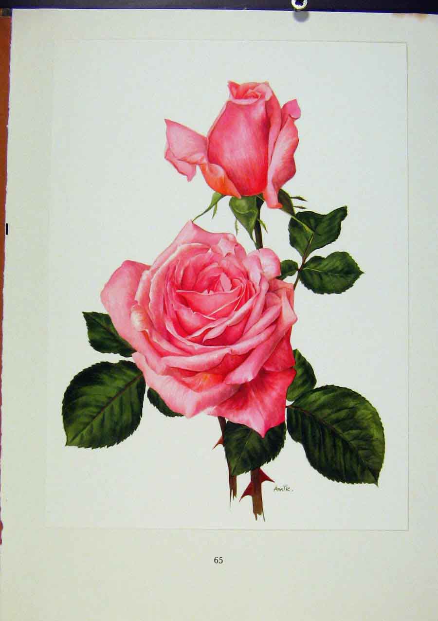 Original Old Antique Print Plate 29 Rendezvous Roses Bois & TrechslinArt