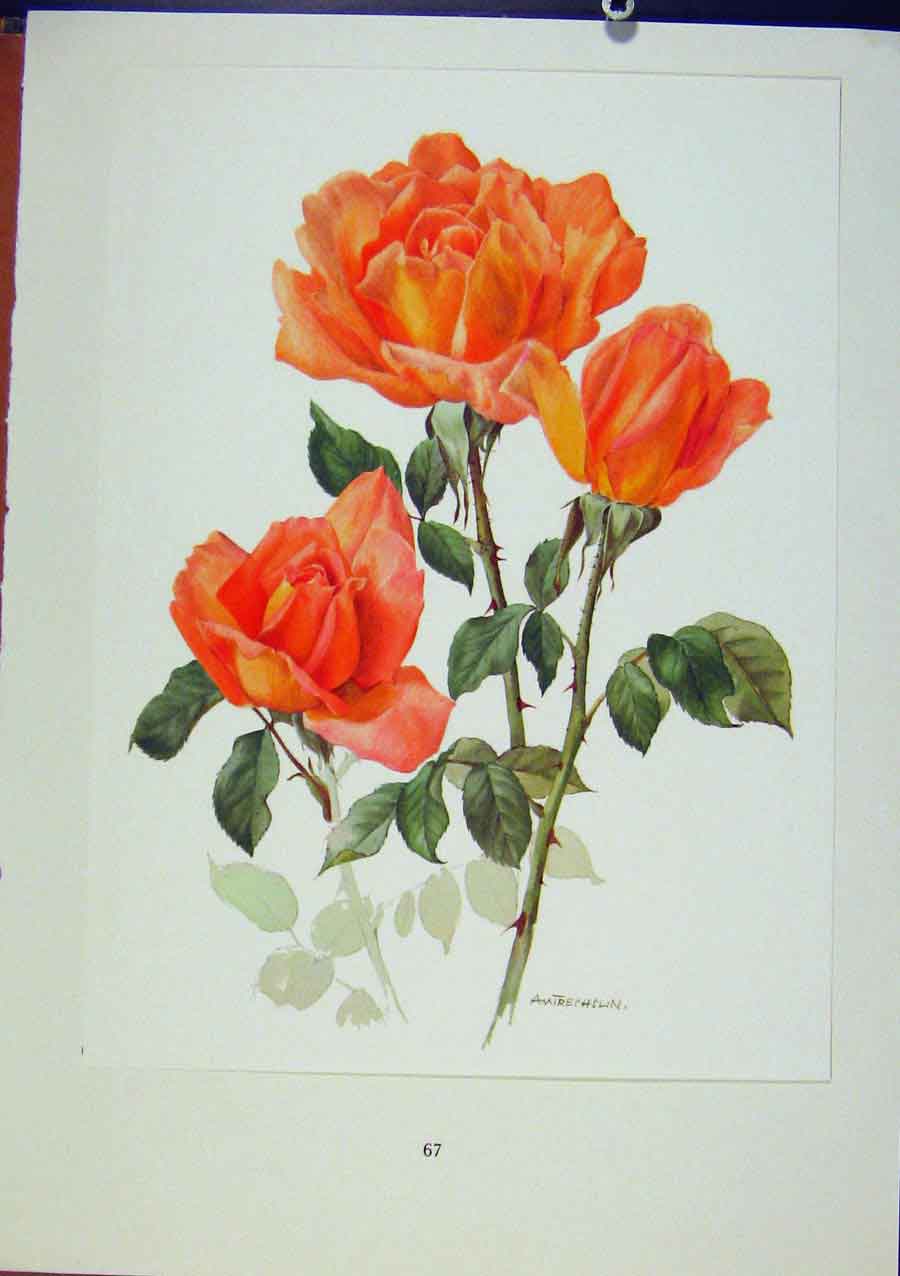 Original Old Vintage Print Plate 30 Beaute Roses C1962 Bois & Trechslin