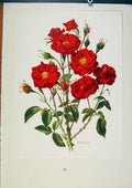 Original Old Antique Print Plate 31 Moulin Rouge Bois & Trechslin Roses