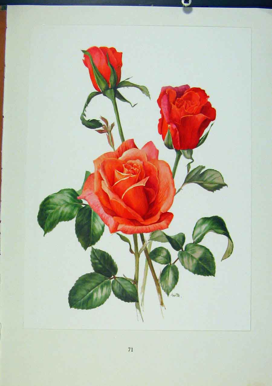 Original Old Vintage Print Plate 32 Mojave Bois & Trechslin Roses C1962