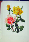 Original Old Vintage Print Plate 34 Buccaneer Comtesse Vandal Rose C1962