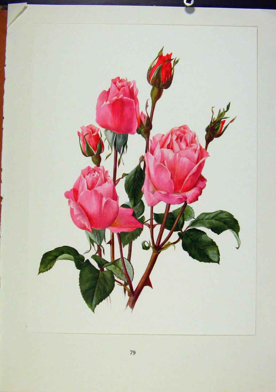 Original Old Antique Print Plate 36 Queen Elizabeth Bois & Trechslin Roses