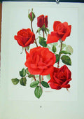 Original Old Vintage Print Plate 37 Soraya Roses Bois & Trechslin C1962