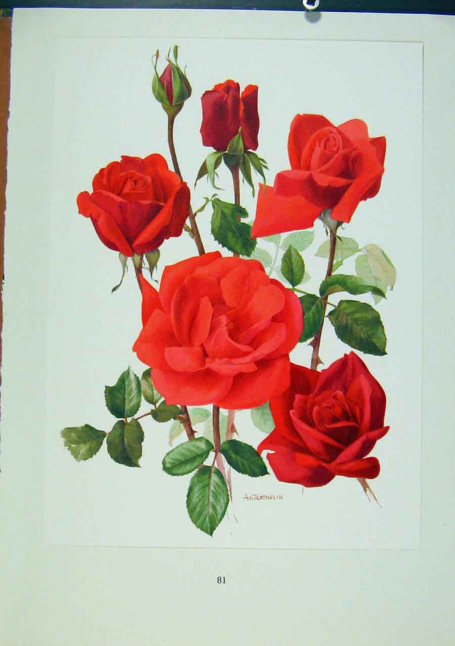 Original Old Vintage Print Plate 37 Soraya Roses Bois & Trechslin C1962
