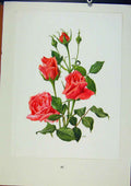 Original Old Vintage Print Plate 38 Spartan Rose Bois & Trechslin C1962