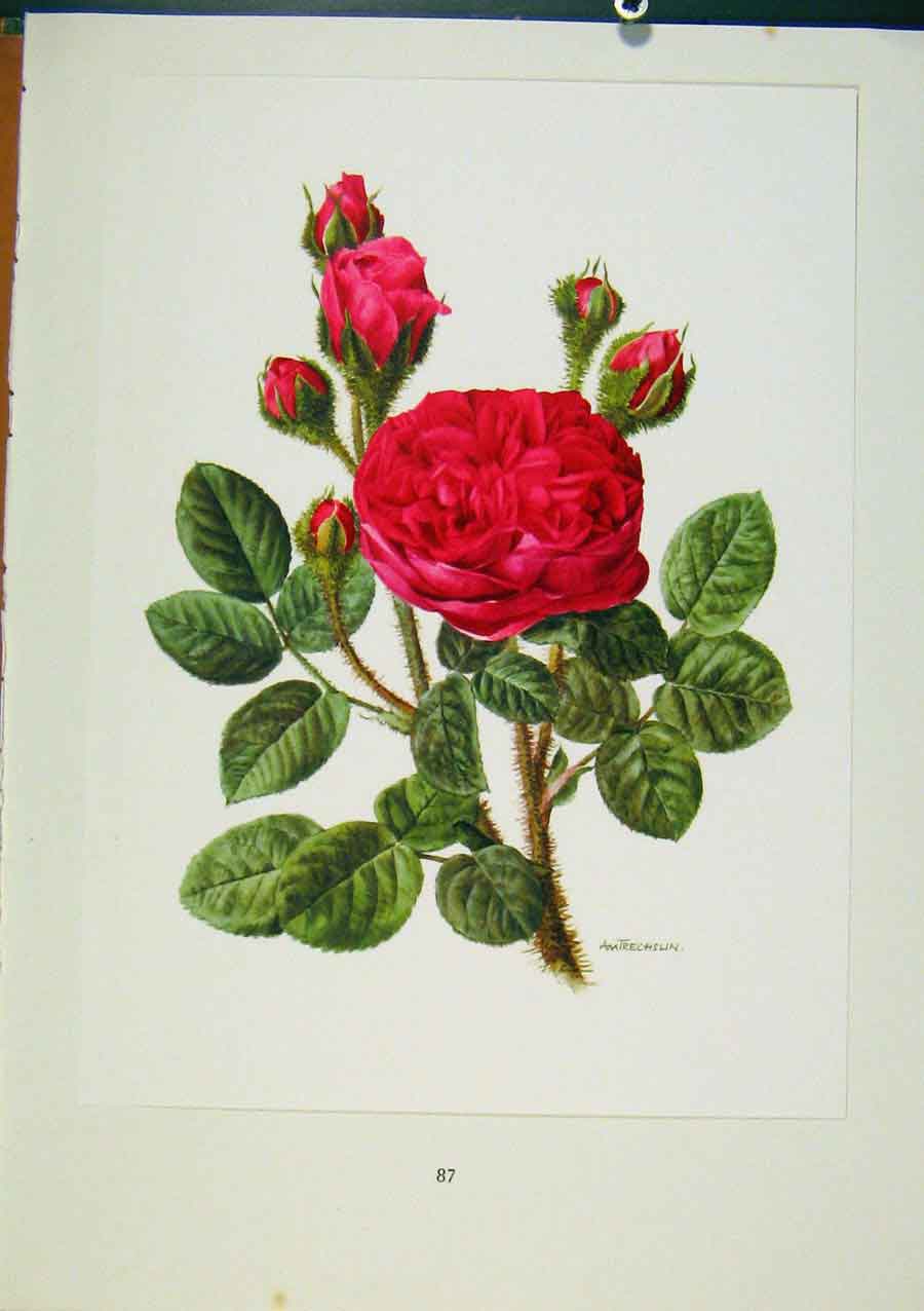 Original Old Antique Print Plate 40 Parkzauber Roses Bois & Trechslin