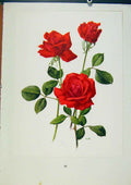 Original Old Vintage Print Plate 41 Baccarat Bois & Trechslin Roses 1962